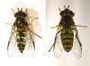 Dasysyrphus albostriatus